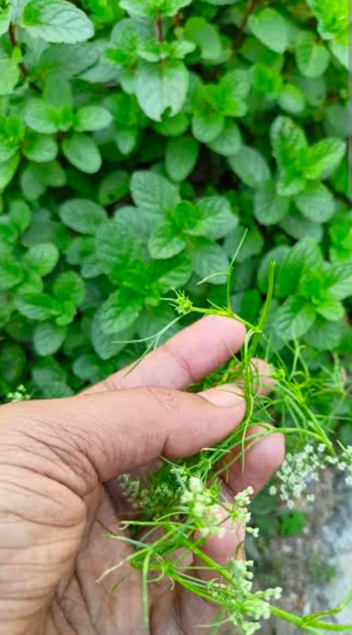 Fresh Ayurvedic Herbs