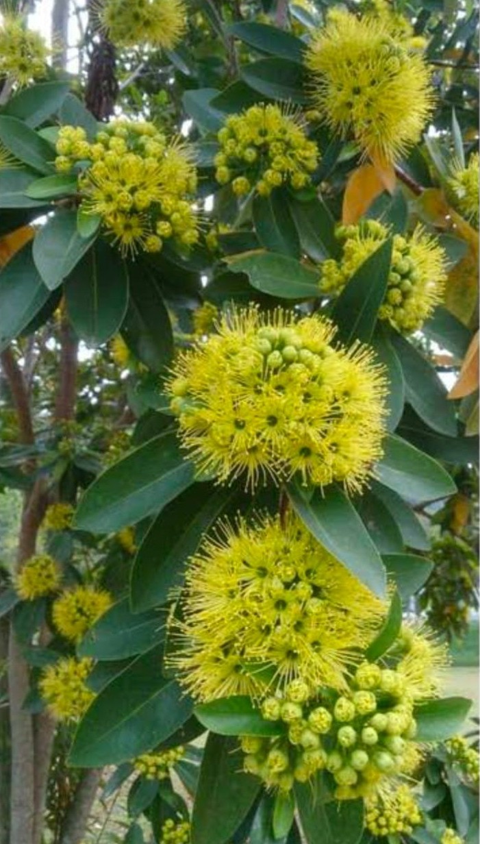 Traditional Ayurvedic Medicine