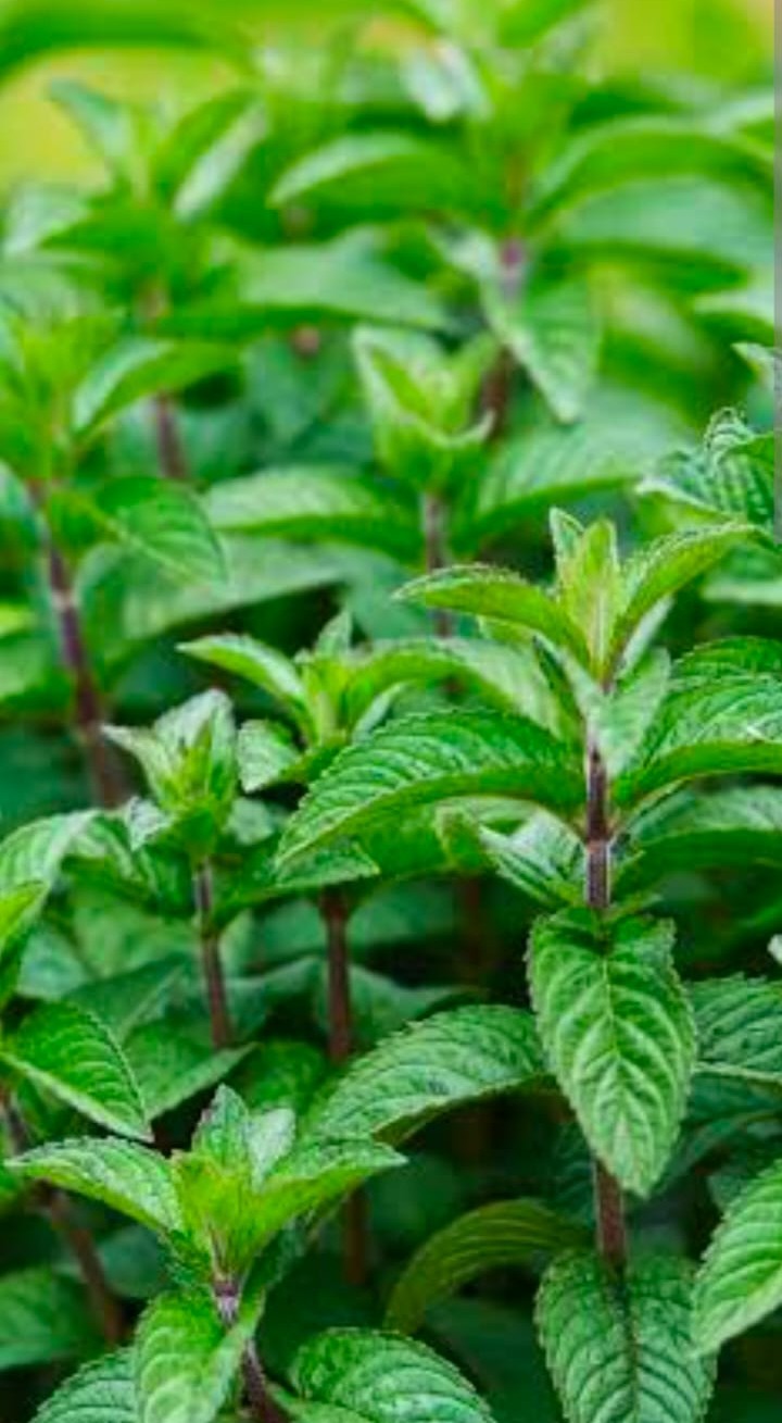 Medicinal Plant Cultivation